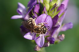 Halictus aerarius