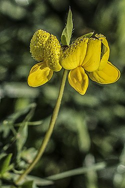 Lotier corniculé en fleur, recouvert de rosée