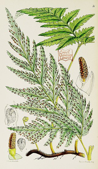 <span class="mw-page-title-main">Loxsomataceae</span> Family of ferns