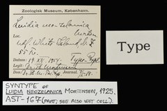 File:Luidia neozelanica - AST-000167 label.tif (Category:Echinodermata in the Natural History Museum of Denmark)
