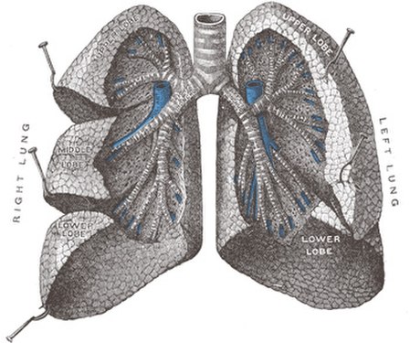 Fail:Lungs open.jpg
