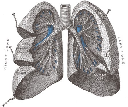 Fail:Lungs_open.jpg