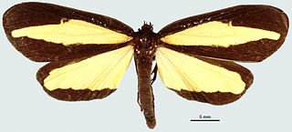 <i>Lyces andosa</i> Species of moth