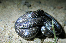 Lycophidion capense, cape wolf snake, Waterberg, Limpopo. Lycophidion capense1.jpg