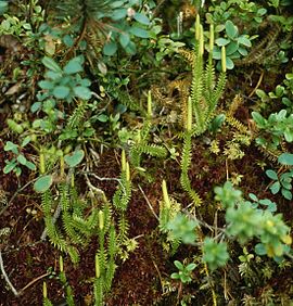 Lycopodium annotinum