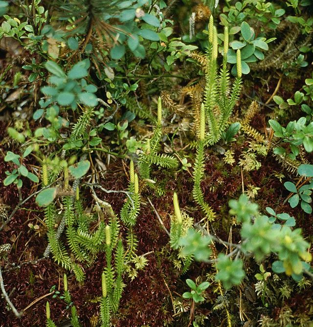 Капуста плауны. Плаун булавовидный. Lycopodium annotinum. Плауны сорняк. Икоподий; плаун булавовидный;.
