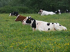 Herkauwende koeien in kruidenrijk grasland