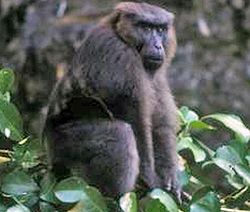 Mâle macaque maure (Macaca maura).jpg