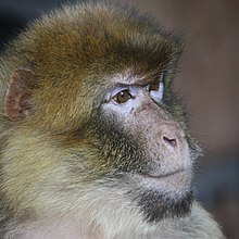 Head of individual at the Prague Zoo in Prague, Czech Republic Macaca sylvanus, ZOO Praha 131.jpg