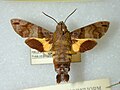 Kolibrievlinder: Naamgeving, Verspreiding en habitat, Uiterlijke kenmerken