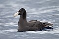 Immature Southern Giant Petrel (Macronectes giganteus), East of the Tasman Peninsula, Tasmania, Australia