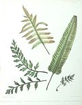 Miniatura para Asplenium praemorsum