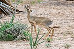 Vorschaubild für Kirk-Dikdik