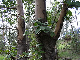 Arbutus (geslacht)