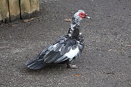 Magnolia Plantation Zoo