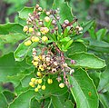 Mahonien: Beschreibung, Verbreitung, Botanische Geschichte der ehemaligen Gattung Mahonia