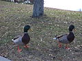 Mallards