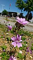 * Nomination Malva sylvestris, in Ponferrada (León, Spain). --Drow male 07:02, 12 April 2019 (UTC) * Decline  Comment Even though this works well, I don't think it will get through with such a tilt. I've spun it 14° CCW and cropped with a 4:9 AR. This puts it upright with the buildings and street post, and can be manipulated to include all the flowers. --Acabashi 21:56, 12 April 2019 (UTC)  Oppose  Not done within a week. --XRay 05:07, 20 April 2019 (UTC)