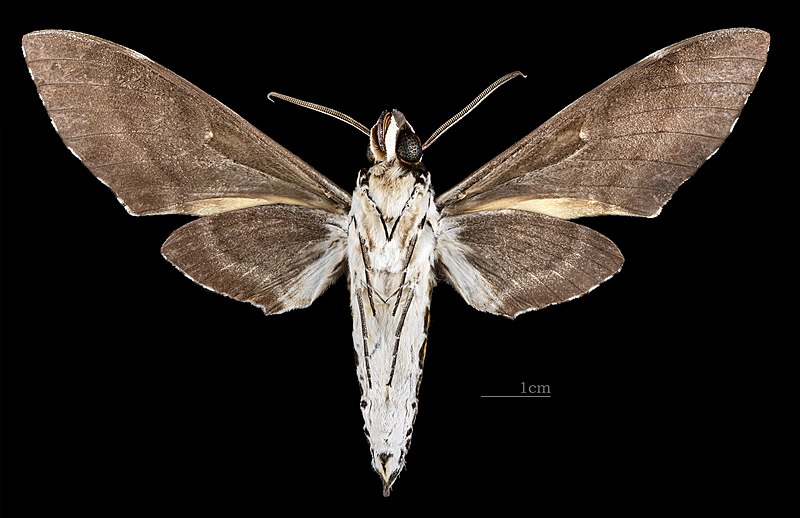 File:Manduca dalica dalica MHNT CUT 2010 0 456 Guyane Française - Coralie PK3.973 - Male ventral.jpg