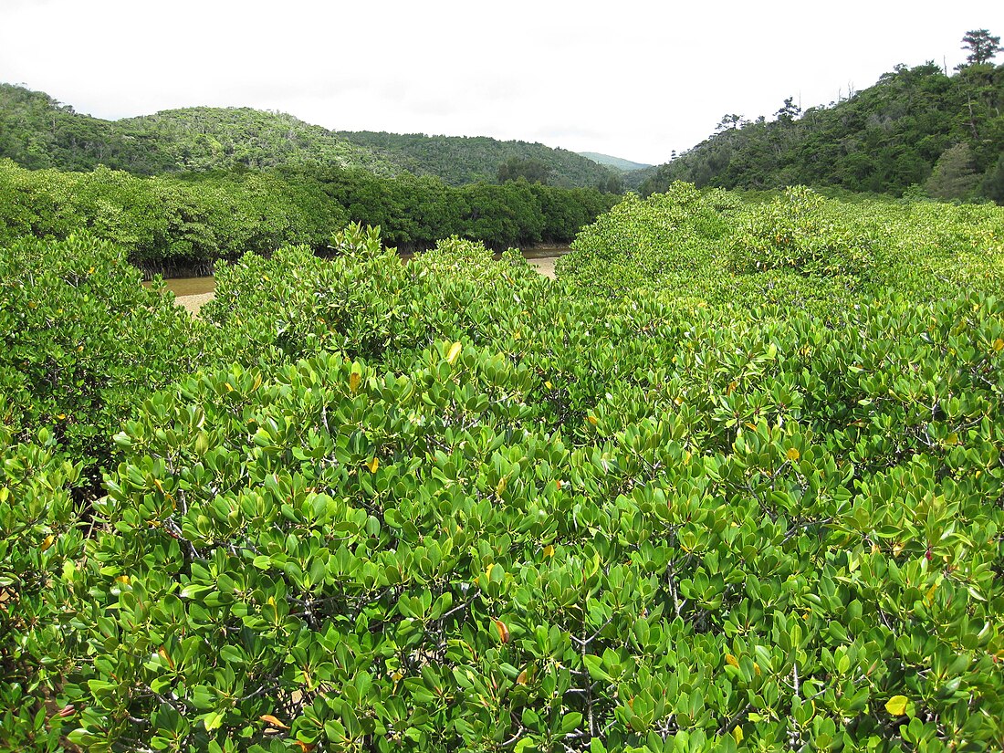 東村