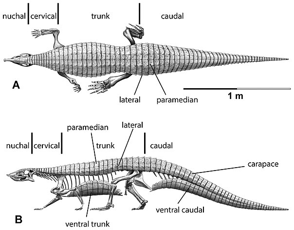 Крокодил свинья. Десматозух. Simosuchus clarki. Стагонолепис. Ихтиовенатор скелет схема.