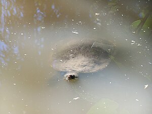 Mary River Turtle (Grădina Zoologică din Australia)