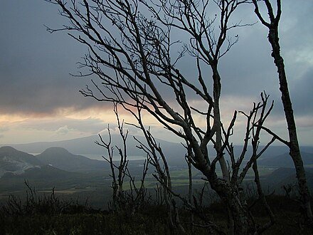 Twisted trees near Lake Mashuko