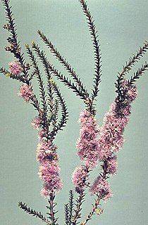 <i>Melaleuca depauperata</i> Species of shrub