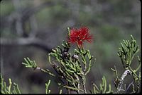 Melaleuca punicea.jpg