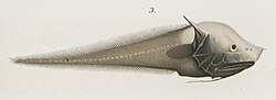 Thumbnail for Bony-eared assfish