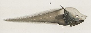 <span class="mw-page-title-main">Bony-eared assfish</span> Species of fish