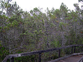 With Cupressus pygmaea, Mendocino Pygmy Forest, California