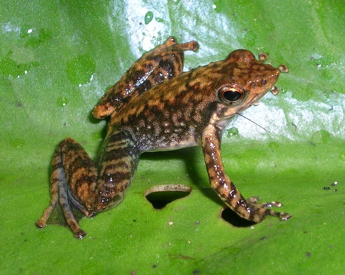 Micrixalus