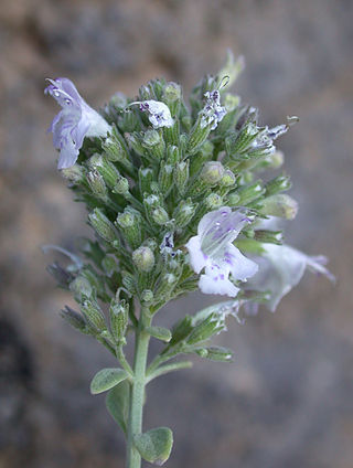 <i>Micromeria fruticosa</i> Species of plant