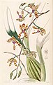 Oncidium laeve (as syn. Odontoglossum laeve) plate 39 in: Edwards's Bot. Register (Orchidaceae), vol. 30, (1844)