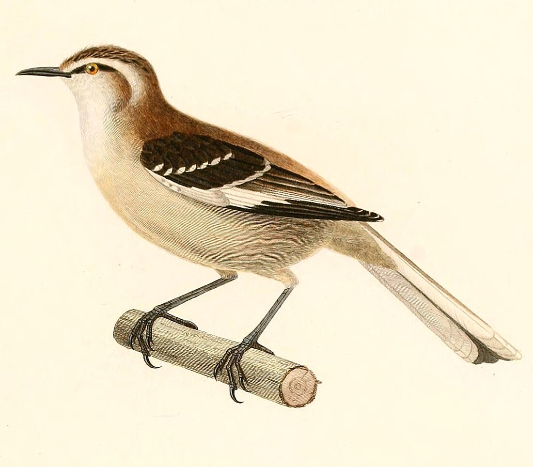 Mimus dorsalis