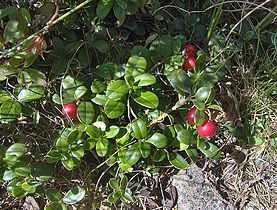 Wild cranberries