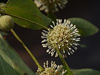 Mitragyna parvifolia (Rubiaceae)