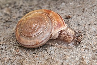 <span class="mw-page-title-main">Shasta sideband</span> Subspecies of gastropod