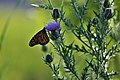 Monarch Butterfly on Thistle