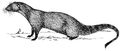 Mongoose (PSF).png
