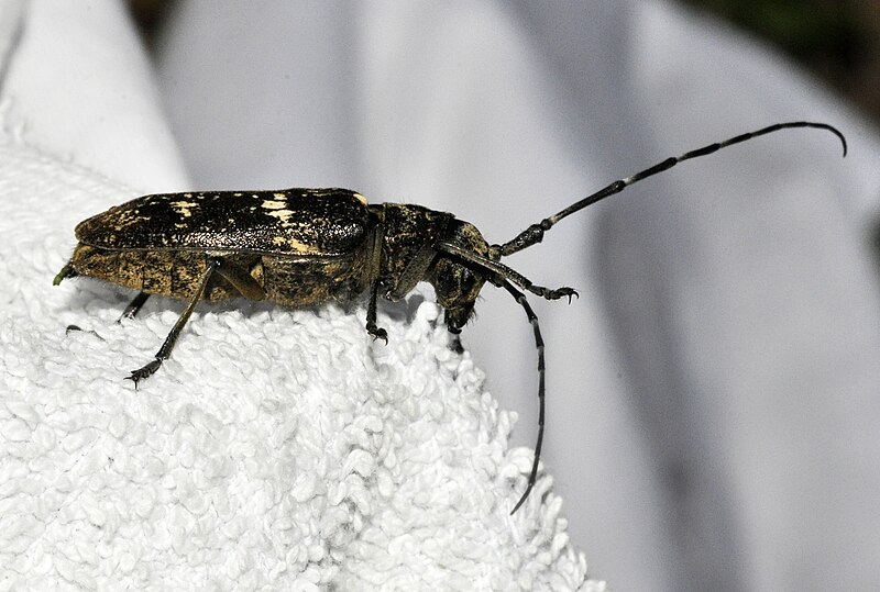 File:Monochamus-sartor-14-fws.jpg