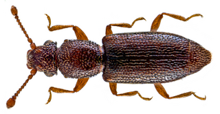 <i>Monotoma longicollis</i> species of insect