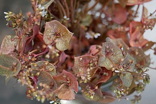 <i>Claytonia rubra</i> species of plant