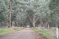 English: The Forbes-Moranding Road at Moranding, Victoria