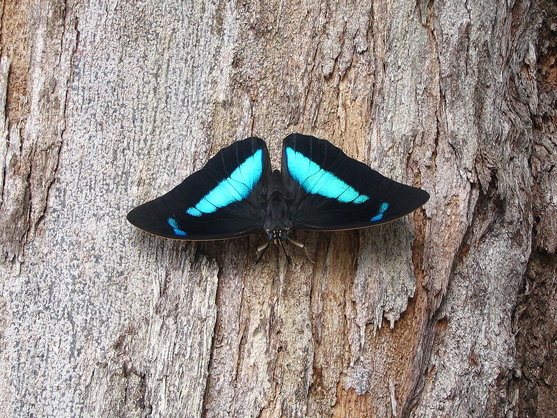 File:Morpho achilles kourou top.jpg