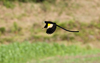 <span class="mw-page-title-main">Montane widowbird</span> Species of bird