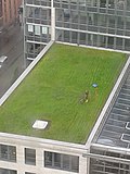 Thumbnail for File:Mowing a green building.jpg