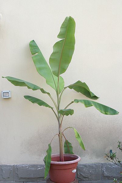 File:Musa rose, potted.JPG