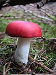 Mushroom-IMG 3269.JPG